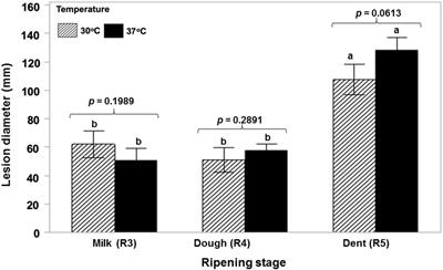 Resilience of Biocontrol for Aflatoxin Minimization Strategies: Climate Change Abiotic Factors May Affect Control in Non-GM and GM-Maize Cultivars